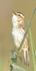 Phragmite aquatique