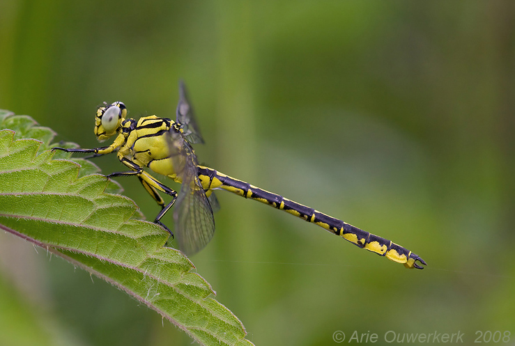 Gomphe à pattes jaune (Gomphus flavipes)