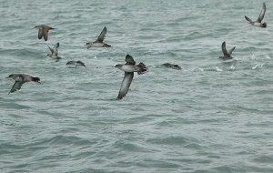 Puffin des Baléares