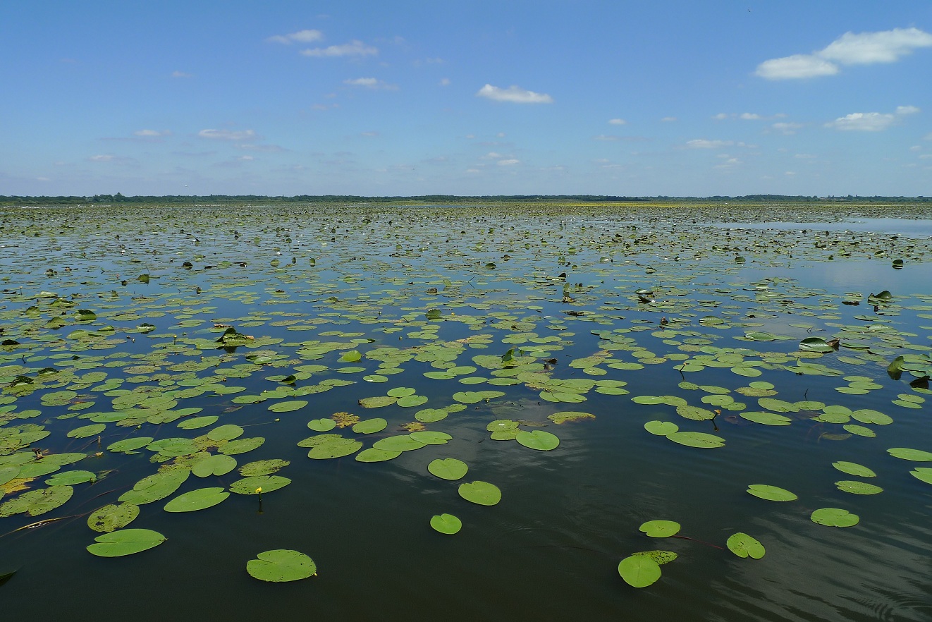 Vue du lac de Grand-Lieu