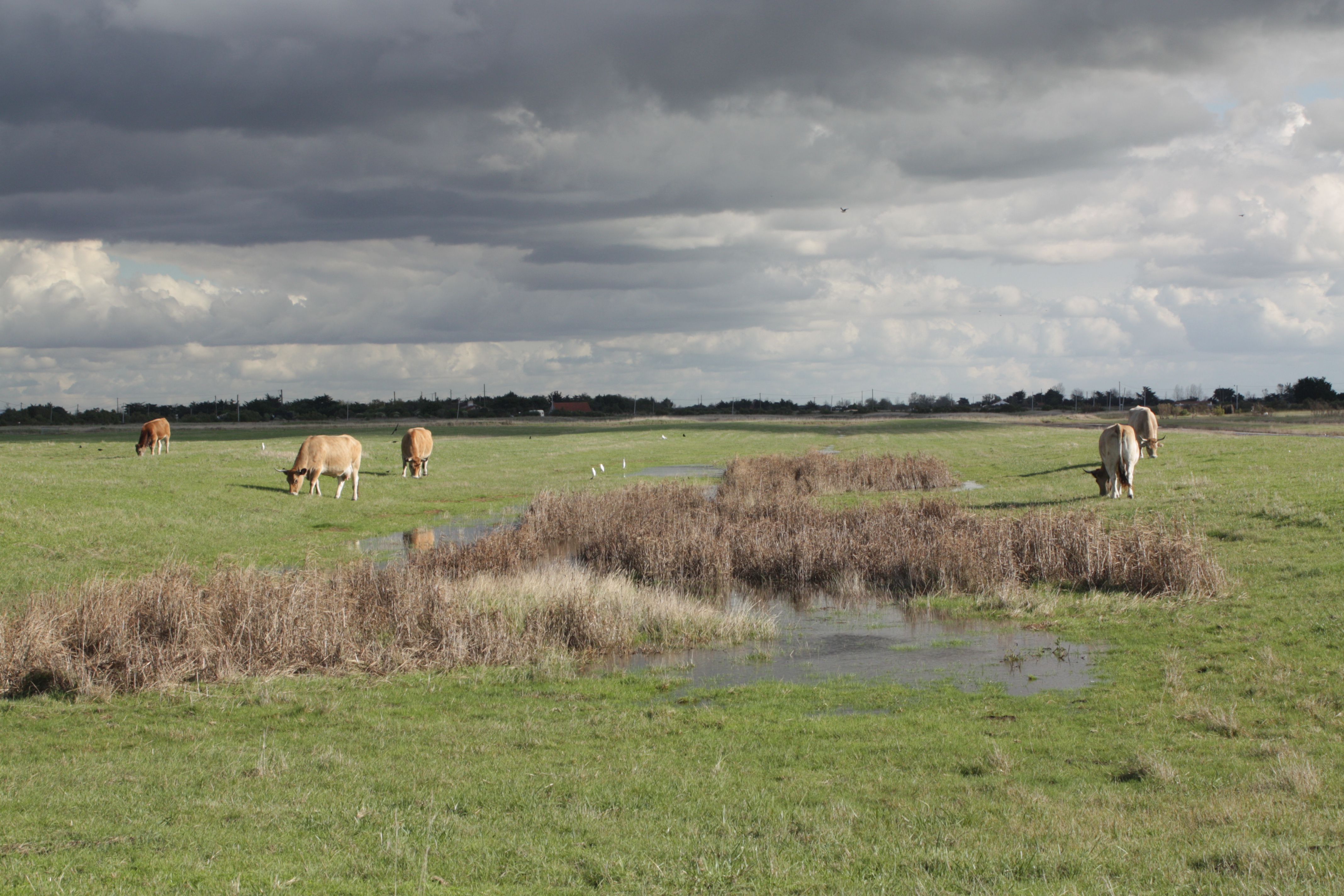 Marais salé dans le Marais Breton (source ADBVBB)