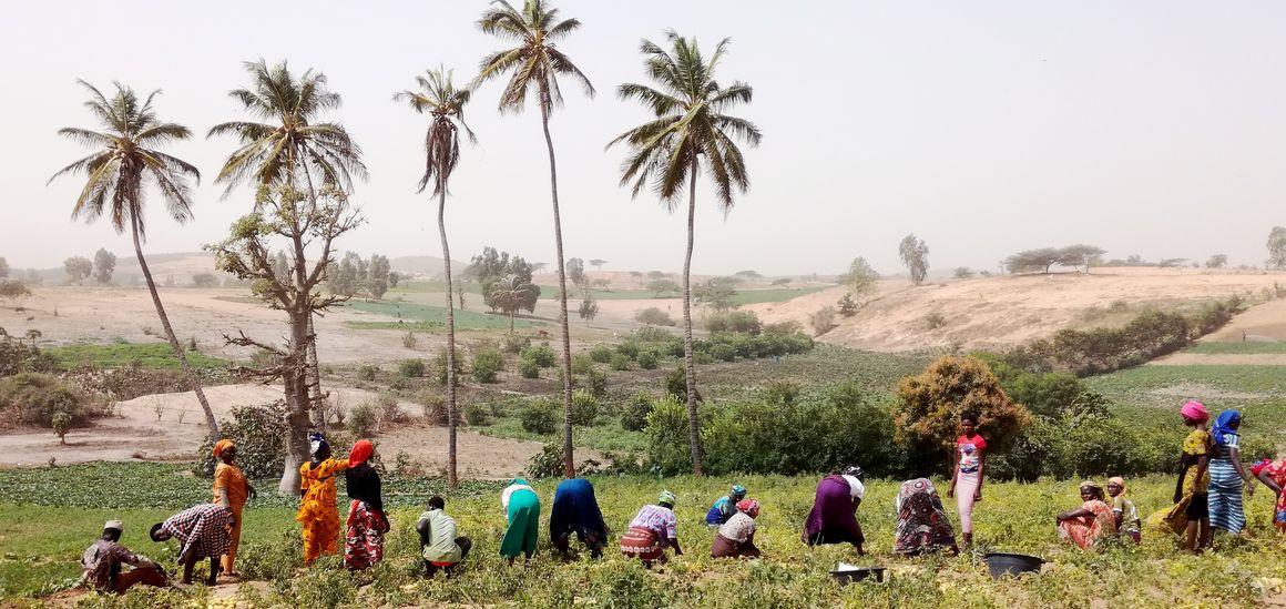 Récolte de pommes de terre dans les Niayes © C. Jahel, Cirad