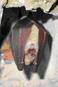 Grand Rhinolophe